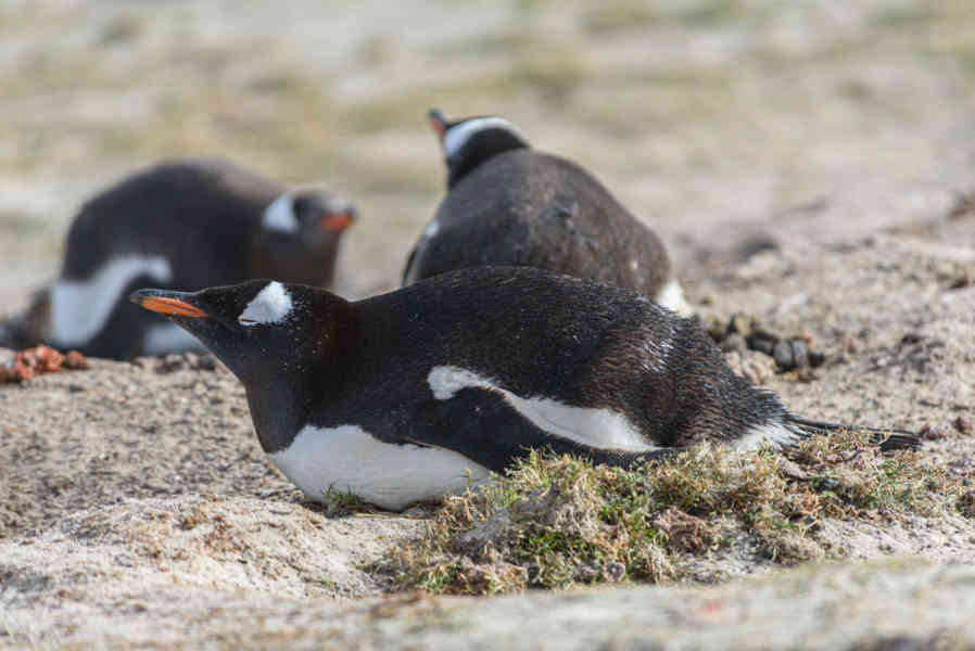 Pingüino Papua o Gentoo - islas Falkland o Malvinas 39.jpg